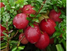 Клюква крупноплодная Кроули   2х летка горш.Р9