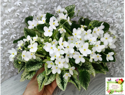 Alan’s Fallen Angel (A.Murphy) трейлер