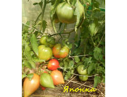 Томат Японка