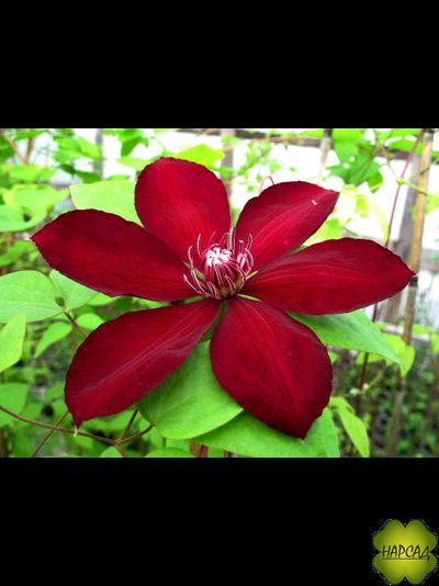 Клематис "Solidarno??" (Солидарность)