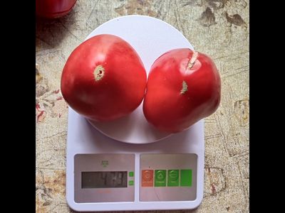 Томат Медвежье сердце