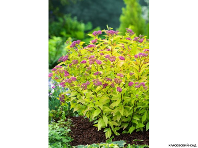 Спирея японская Файерлайт