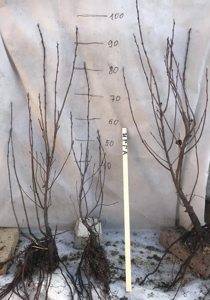 Двулетний саженец ирги канадской.