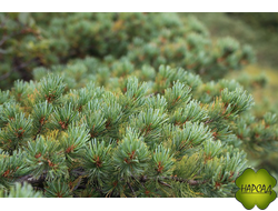 Сосна кедровая стланиковая / кедровый стланик Парк