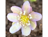 Hepatica nobilis Серая Шейка