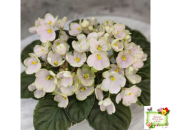 Н-Подснежник (Н. Бердникова)