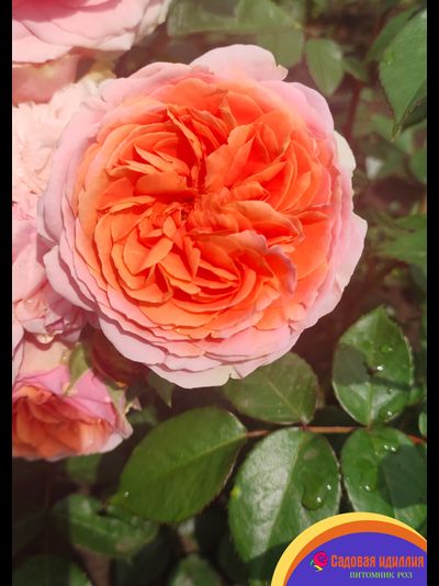 Чиппендейл (Chippendale)