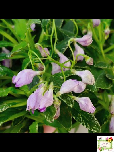 ЛЕ-Шотландский Вереск (Е. Лебецкая) мини трейлер