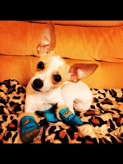 Ботинки для собаки DOG голубые