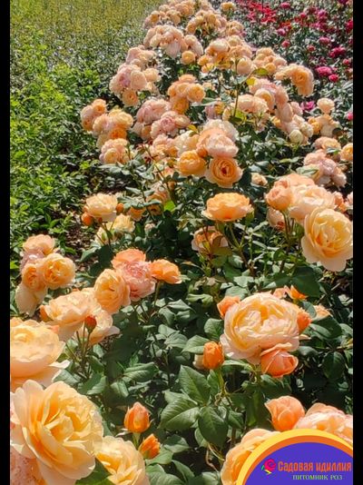 Роальд Даль (Roald Dahl)