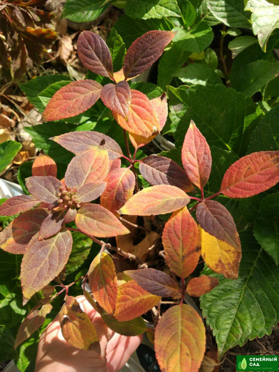 Гортензия метельчатая "Polestar" (Полистар)