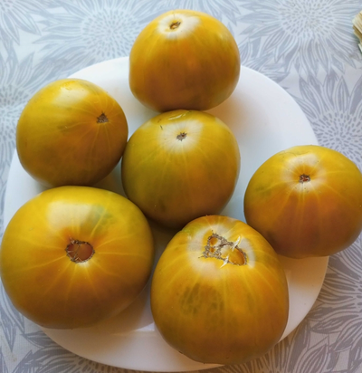 Томат  Золото Cherocee Green (Золото Чероки грин)