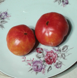 Семена томата Завиток Удачи Гном