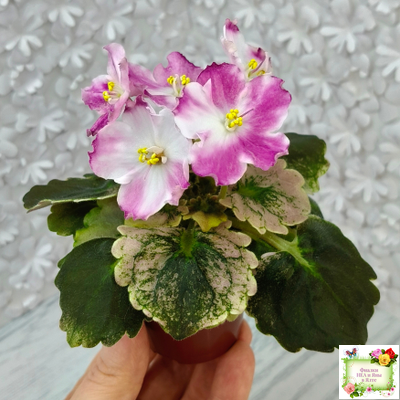 АВ-Птица Певчая (Фиалковод) 2022 г. (лист посажен 29.01.26)