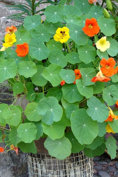 Care of Nasturtium Plant (English) How to Grow and Care Nasturtium Plant (Englis