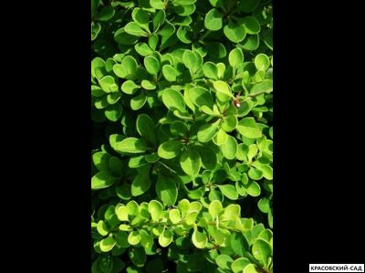 Барбарис Грин Карпет - Green carpet