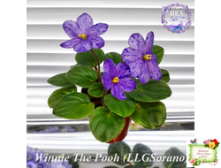 Winnie The Pooh (LLG/Sorano) (пасынок-стартер укоренённый)