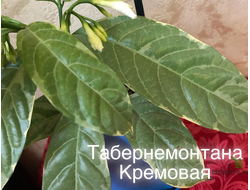Tabernaemontana Divaricata ‘Cream margin leaf’