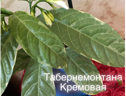 Табернемонтана вариегатная кремовая / Т. Divaricata ‘Cream margin leaf’