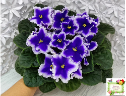 Dn-New Star (Д. Денисенко) 2019 г.