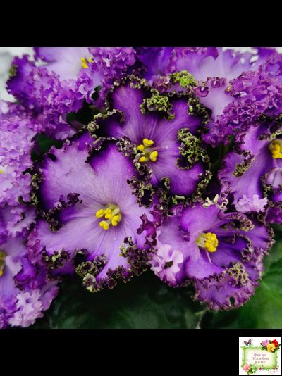 АВ-Пенная Вечеринка (Фиалковод) 2021 г.