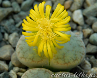 Lithops pseudotruncatella v. riehmerae (syn.edithiae) C097