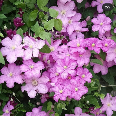 Клематис Комтесс де Бушо