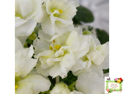 Adirondack Moon (S. Sorano) (детка)