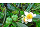 Семена Зеленого чая, Камелии китайской (Camellia sinensis var. assamica) Organic (нераф) 10 мл - масло базовое