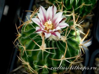 Echinofossulocactus pentacanthus - 5 семян