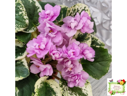 Alameda Trail (P.Harris) трейлер (лист посажен 06.10.25)