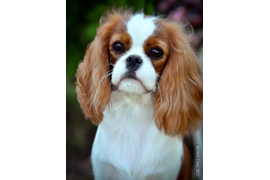 Русский Джекпот Фрея