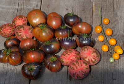 Томат Dwarf Rebel Starfighter Dipper's Delight (Гном Восставший Звездный Истребитель Восторг Диппера), 10 шт