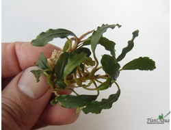 Bucephalandra green wavy