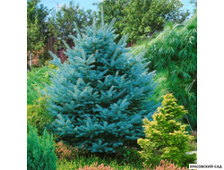 Ель колючая