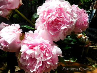 Пион Sarah Bernhardt (Сара Бернар)