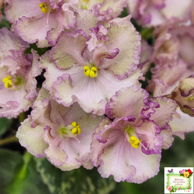 Н-Яшма (Н. Бердникова) 2015 г.