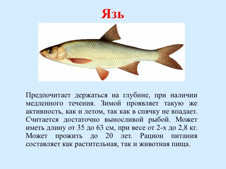 Фотографии РЫБЫ РЕСПУБЛИКИ БАШКОРТОСТАН