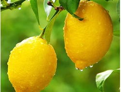 Лимон (Citrus limon) Египет, 5 мл - 100% натуральное эфирное масло