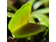 Dionaea muscipula Whale