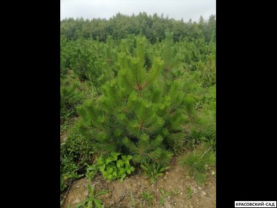 Сосна Крымская Черная 6 метров