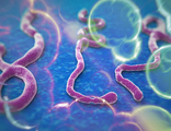 Ebola-3