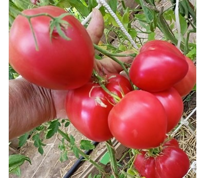 Томат Медвежье сердце