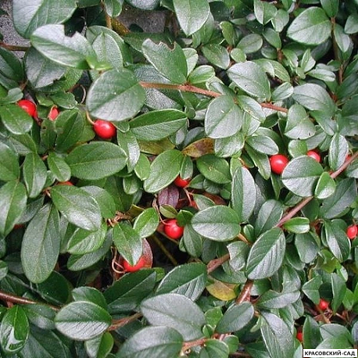 Кизильник Даммера Мэйджор - Major