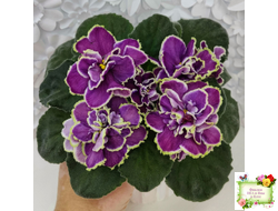 ВаТ-Классический Вкус (Т. Валькова) 2019 г.