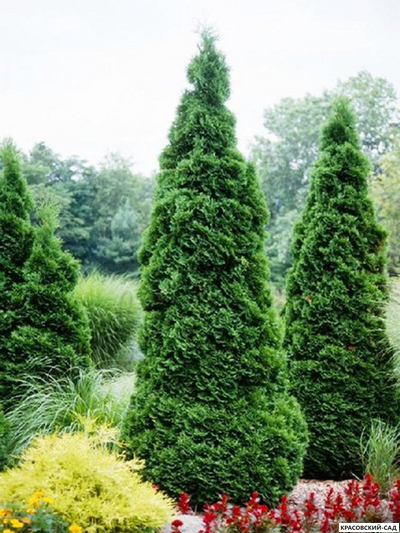 Туя Холмстрап - Holmstrup