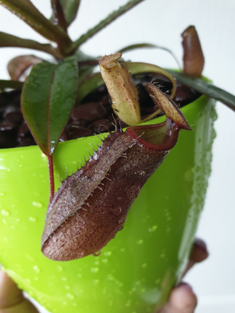 Nepenthes Rebecca soper, Непентес Ребекка Сопер, насекомоядное растение ...