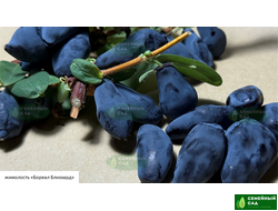 Жимолость канадская "Boreal Blizzard" (Бореал Близзард)