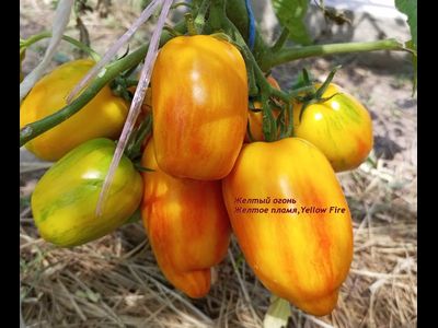 Томат Желтый огонь (Yellow fire, Желтое пламя)