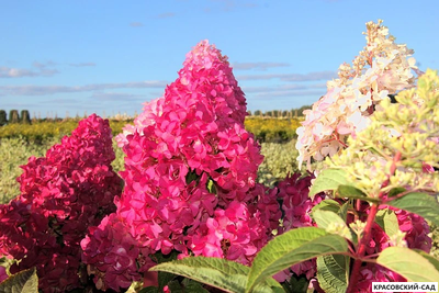 Гортензия Фрайс Мельба - Fraise Melba